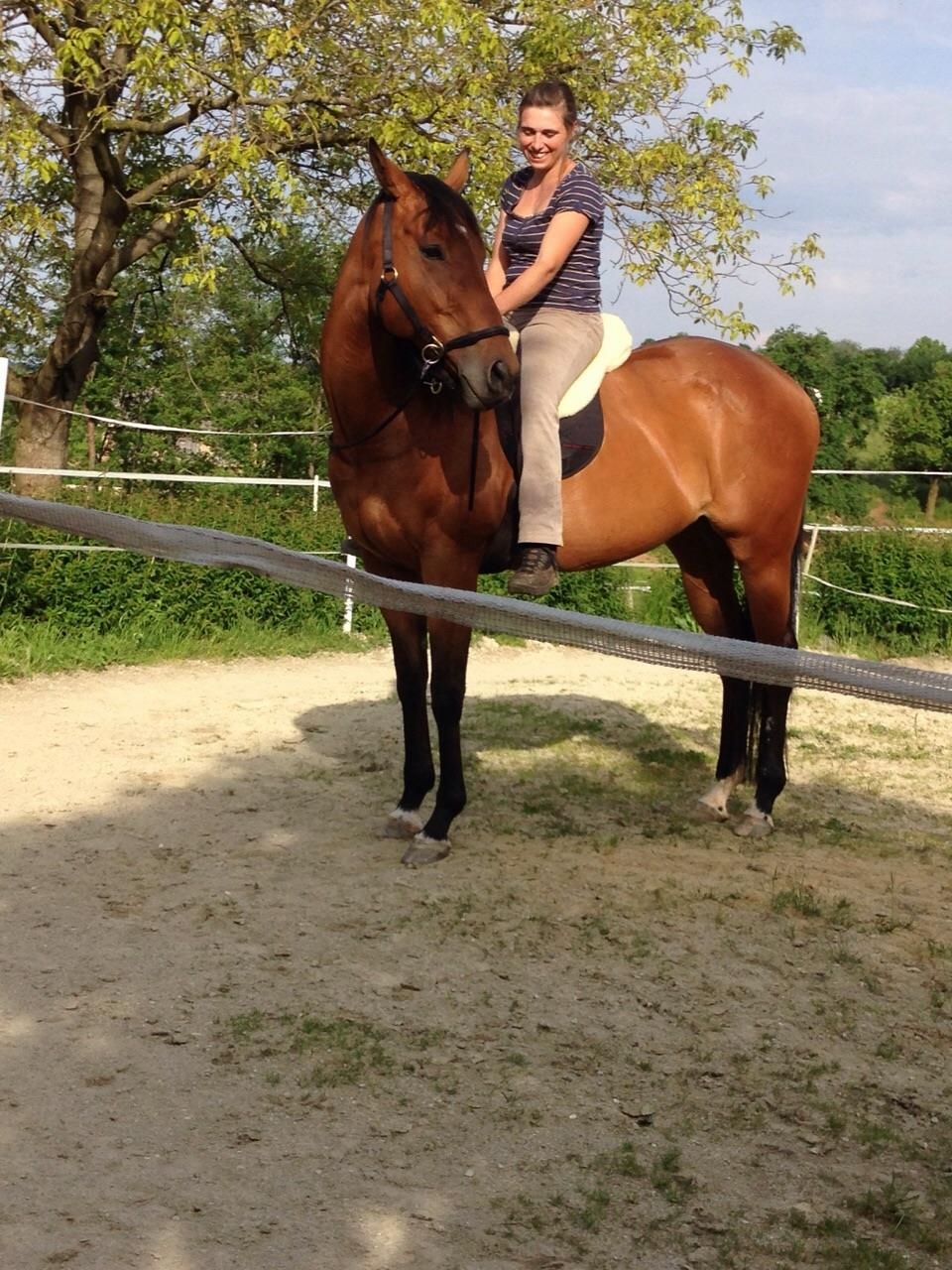 Gesundes Reiten lernen für Erwachsene